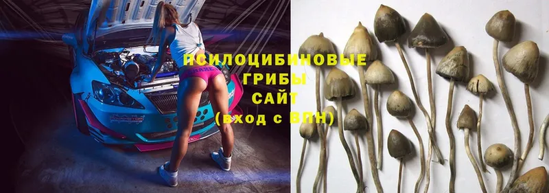 Псилоцибиновые грибы Magic Shrooms  Абинск 